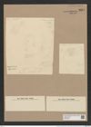 Coscinodiscus tumidus Janisch (de-Toni-Nr.: Genus 202, Species 4907) Zeichnungen Sammlung Grunow Nr. 8667 (NHMW-BOT-W0378076)